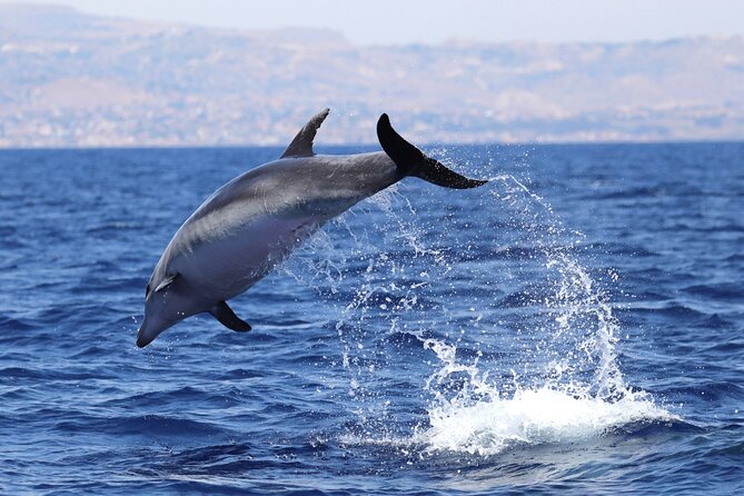 4 Hours Dolphin Watching Tour in Porto Empedocle - Porto Empedocle’s coastline: a smart start for dolphin watching