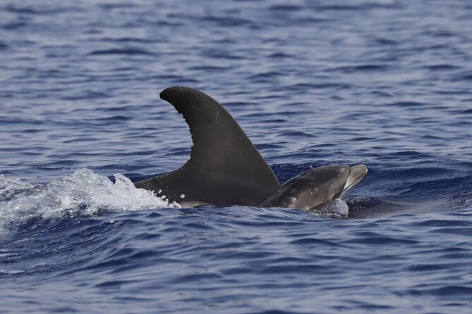 4 Hours Dolphin Watching Tour in Porto Empedocle - The optional swim in a crystal-clear Agrigento cove