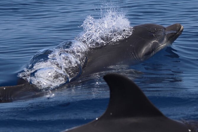 4 Hours Dolphin Watching Tour in Porto Empedocle - Price and value: what $165.61 buys you