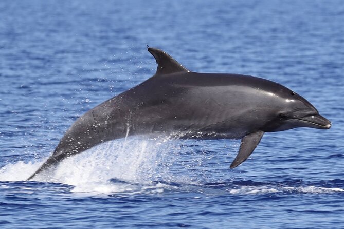 4 Hours Dolphin Watching Tour in Porto Empedocle - Who this dolphin tour suits best