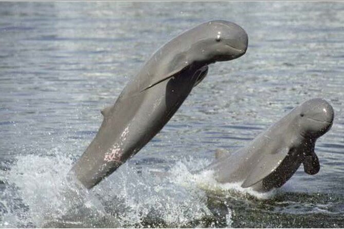 4 hours taking tuk tuk to see Mekong dolphins and countryside - Key highlights worth your attention