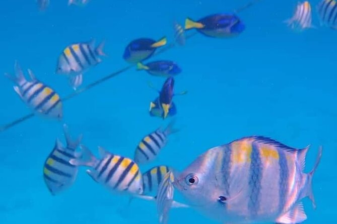 5-Hour Snorkeling, Swimming with Dolphins and Sea Turtles Aquarium - Key Things That Make This Tour Worth Your Time