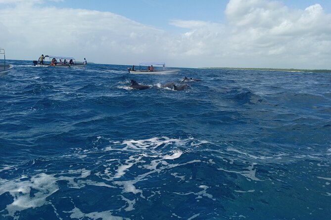 5-Hour Snorkeling, Swimming with Dolphins and Sea Turtles Aquarium - Snorkeling Mnemba: Reef Fish You Might Recognize
