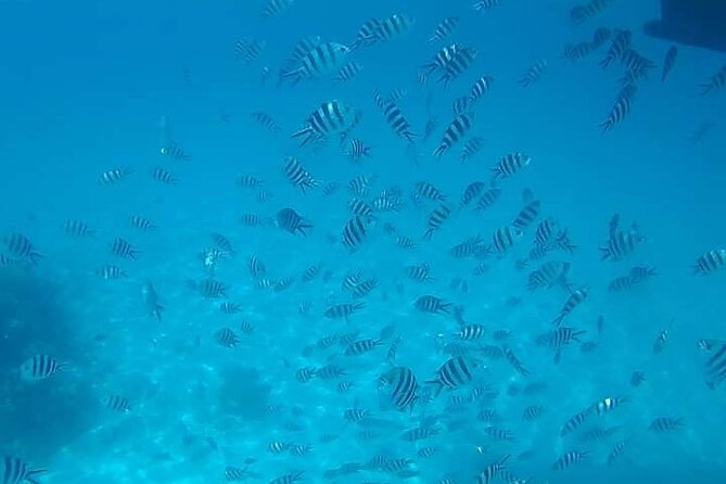 5-Hour Snorkeling, Swimming with Dolphins and Sea Turtles Aquarium - Dolphin Spotting: Why the Experience Can Feel Stressful