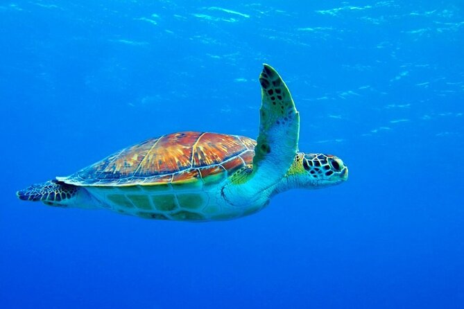 5-Hour Snorkeling, Swimming with Dolphins and Sea Turtles Aquarium - Price and Value: Is $60 Fair for a 5-Hour Ocean Day?