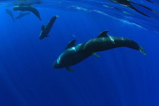 5 hr watching and listening whales and dolps. Visit Los Gigantes - Quick highlights you’ll feel right away