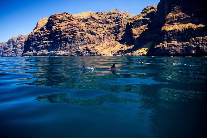 5 hr watching and listening whales and dolps. Visit Los Gigantes - Whale and dolphin watching from Tenerife: what to expect
