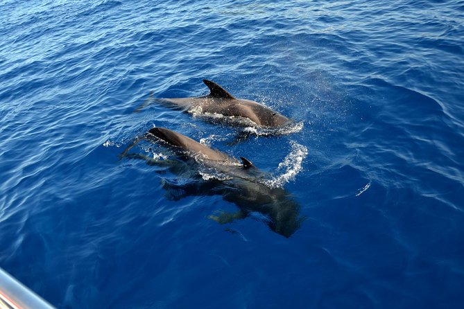 5 hr watching and listening whales and dolps. Visit Los Gigantes - Los Gigantes cliffs stop: dramatic scenery with a purpose