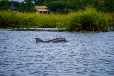 90-Minute Dolphin and Nature Tour of Hilton Head - The 90-Minute Cruise Feel: Small Boat, Real Safety, Real Flex