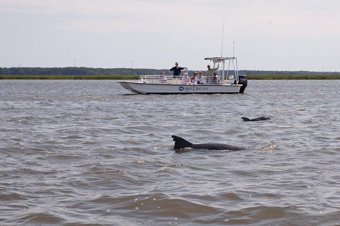 90-Minute Dolphin and Nature Tour of Hilton Head - Photos, Up-Close Moments, and How to Get the Best Views