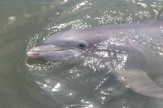 90-Minute Dolphin and Nature Tour of Hilton Head - Price and Value: Is $47 Worth a 90-Minute Boat Tour?