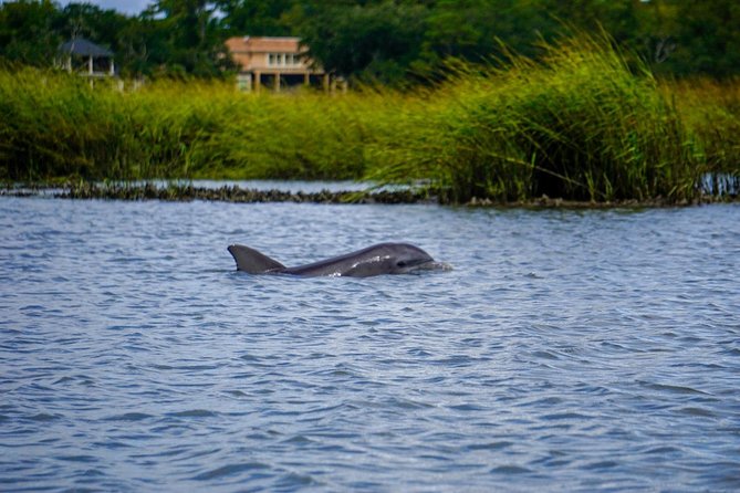 90-Minute Dolphin and Nature Tour of Hilton Head - The 90-Minute Cruise Feel: Small Boat, Real Safety, Real Flex