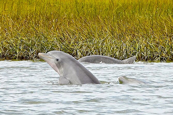 90 Minute Hilton Head Dolphin and Nature Cruise - 90 Minutes on Hilton Head Water: The Real Experience