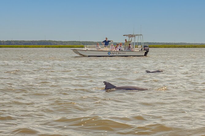 90 Minute Hilton Head Dolphin and Nature Cruise - Dolphins and Birds on the Route: What You’re Actually Looking For