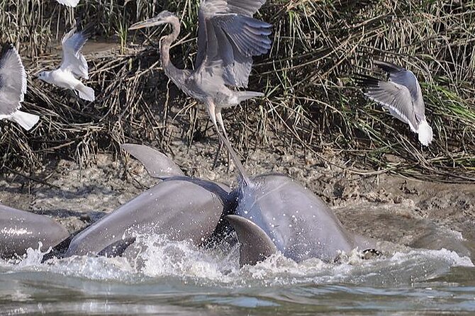 90 Minute Hilton Head Dolphin and Nature Cruise - Captain Stories You Can Follow: More Than Just Wildlife Photos