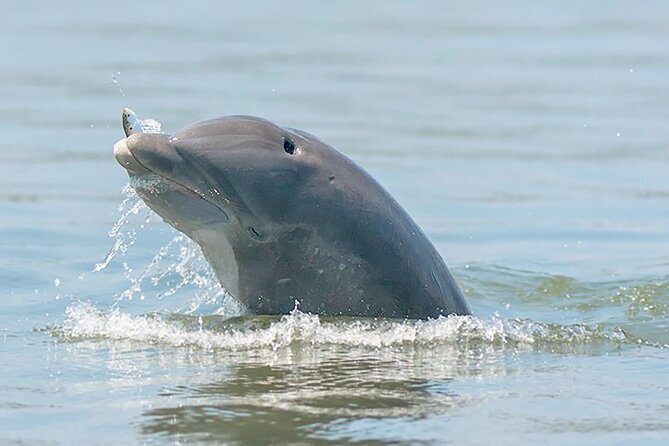 90 Minute Hilton Head Dolphin and Nature Cruise - Boat Time, Comfort, and Shade: How to Dress for the 90 Minutes