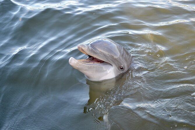 90 Minute Hilton Head Dolphin and Nature Cruise - Price and Value at $47: When It’s a Smart Buy