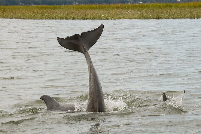 90 Minute Hilton Head Dolphin and Nature Cruise - When This Tour Might Feel Off: Setting Expectations Right