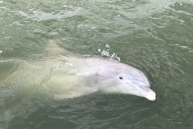 90 Minute Hilton Head Dolphin and Nature Cruise - Leaving From Shelter Cove: Easy Start, Easy End