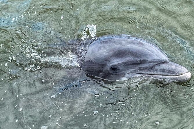 90 Minute Hilton Head Dolphin Tour - The Daufuskie Island stop only when conditions are right