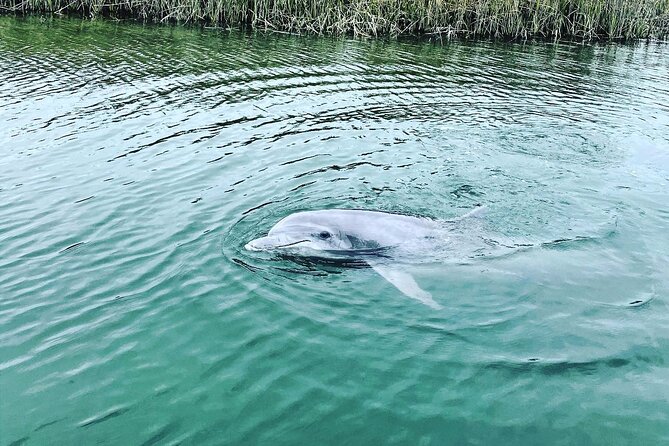 90 Minute Hilton Head Dolphin Tour - Harbour Town lighthouse and Calibogue Sound views