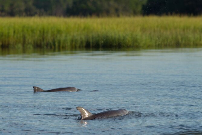 90 minute Hilton Head Sunset Dolphin Cruise - Key highlights before you go