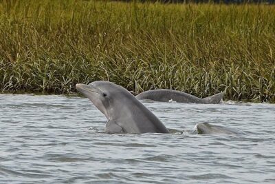 90 minute Hilton Head Sunset Dolphin Cruise - What Happens During the Cruise (And What You Should Watch For)