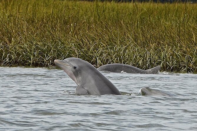 90 minute Hilton Head Sunset Dolphin Cruise - What Happens During the Cruise (And What You Should Watch For)