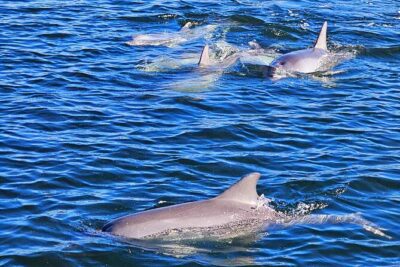 90 Minute Port River Dolphin & Ships Graveyard Cruise - The Main Event: Ships’ Graveyard and the Port River Wrecks