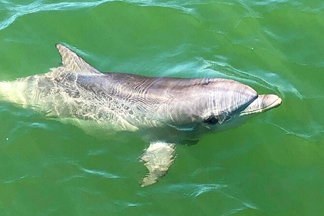 90 Minute Port River Dolphin & Ships Graveyard Cruise - Price ($63.12) and Value: What You’re Paying For