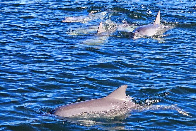 90 Minute Port River Dolphin & Ships Graveyard Cruise - The Main Event: Ships’ Graveyard and the Port River Wrecks