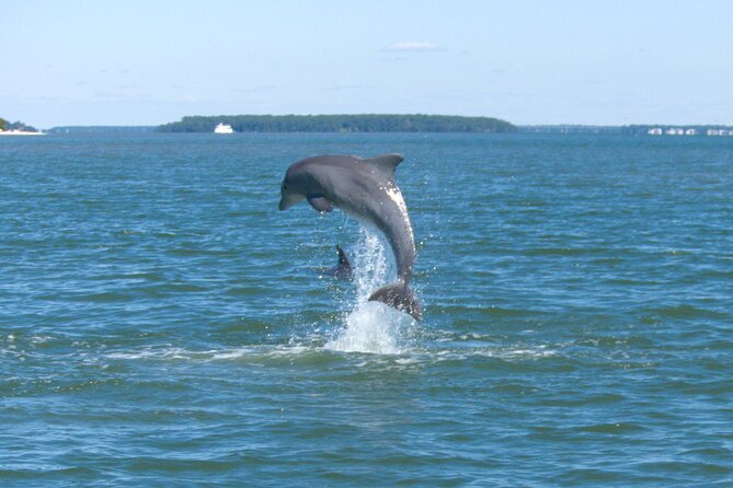 90-Minute Private Dolphin Tour in Hilton Head Island - Key points before you go
