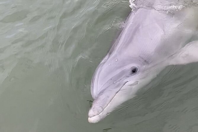 90-Minute Private Dolphin Tour in Hilton Head Island - How dolphin spotting really works here: tides and marsh edges