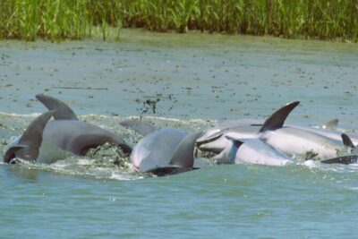 90-Minute Private Dolphin Tour in Hilton Head Island - Captain Mark and the Lowcountry Master Naturalist: what you learn