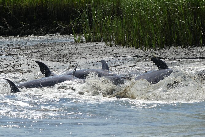 90-Minute Private Dolphin Tour in Hilton Head Island - The “nice to have” stops: lighthouse photos and Daufuskie Island waters