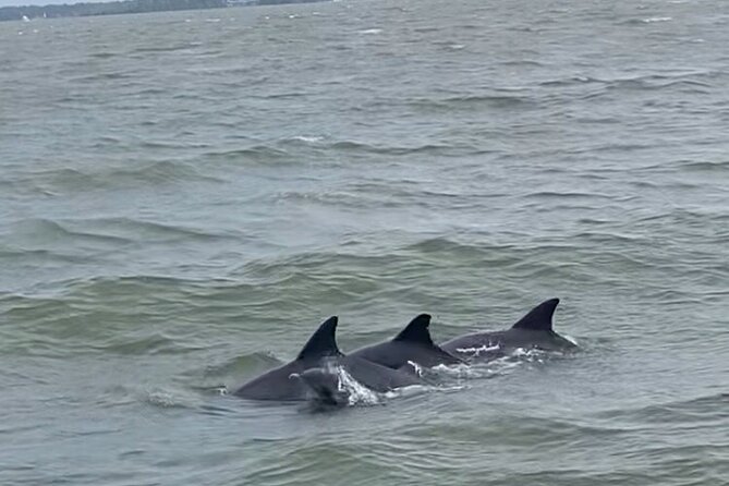 90-Minute Private Dolphin Tour in Hilton Head Island - Lowcountry ecology made practical: oysters, shells, and the whole food chain