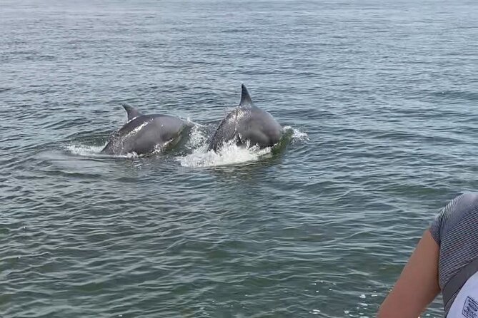 90-Minute Private Dolphin Tour in Hilton Head Island - Boat, comfort, and small-group pace