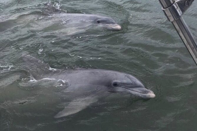90-Minute Private Dolphin Tour in Hilton Head Island - Price and value: $279 per group up to 6