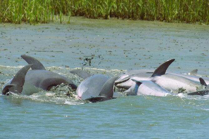 90-Minute Private Dolphin Tour in Hilton Head Island - Captain Mark and the Lowcountry Master Naturalist: what you learn