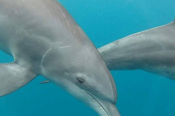 A Half Day Private Dolphins And Snorkeling Tour To Mnemba Island - Mnemba Island reef time: fish spotting without the hassle
