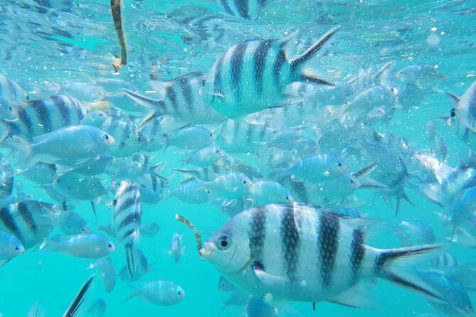 A Half Day Private Dolphins And Snorkeling Tour To Mnemba Island - Guide quality: Issa/Essa makes or breaks the day