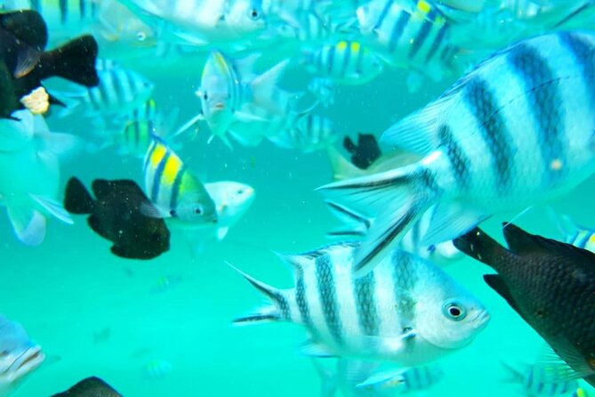 A Half Day Private Dolphins And Snorkeling Tour To Mnemba Island - When weather matters: your plan for clearer or rainier days