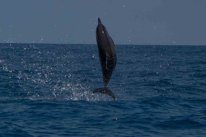 AAA Noosa National Park Tour and Dolphin Safari Whalesongsnoosa - Price and value: is $68.14 per person fair?