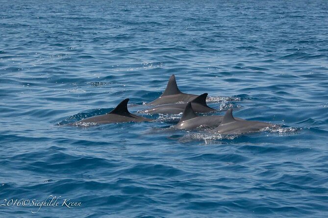 AAA Noosa National Park Tour and Dolphin Safari Whalesongsnoosa - Who should book this dolphin and National Park safari