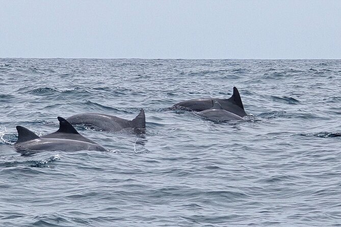 AAA Noosa National Park Tour and Dolphin Safari Whalesongsnoosa - May specials and planning for whale season 2025