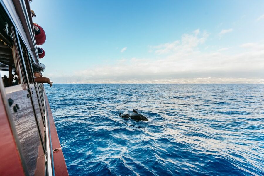 Adeje: Whale and Dolphin Watching Cruise with Lunch and Swim - Choosing the Adeje cruise: Diego Hernandez Bay vs Los Gigantes