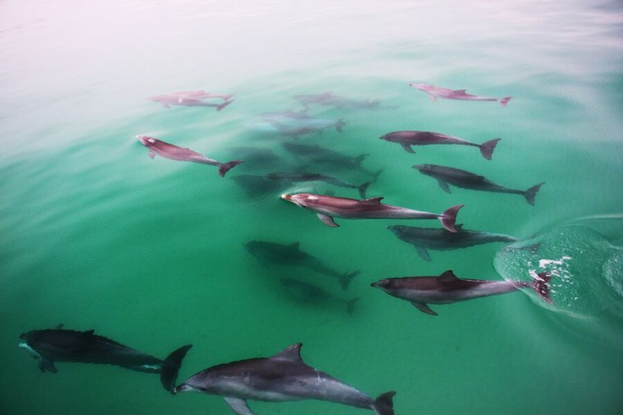 Adelaide: 4-Hour Guaranteed Wild Dolphin Watching Cruise - Price And Value: What You’re Getting For $63