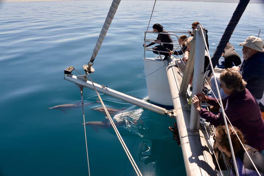 Adelaide: 4-Hour Guaranteed Wild Dolphin Watching Cruise - Temptation Catamaran And The Real-Deal Wild Dolphin Rules
