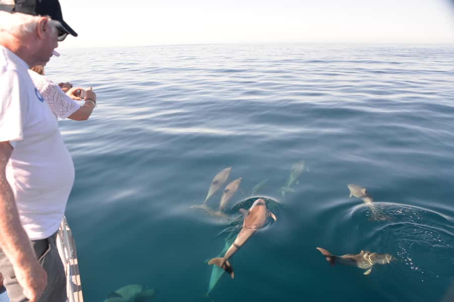 Adelaide: 4-Hour Guaranteed Wild Dolphin Watching Cruise - The 210-Minute Dolphin Hunt: What Your Time On Board Looks Like