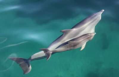 Adelaide: 4-Hour Guaranteed Wild Dolphin Watching Cruise - Where To Meet At Marina Pier, Glenelg (And Why It Matters)